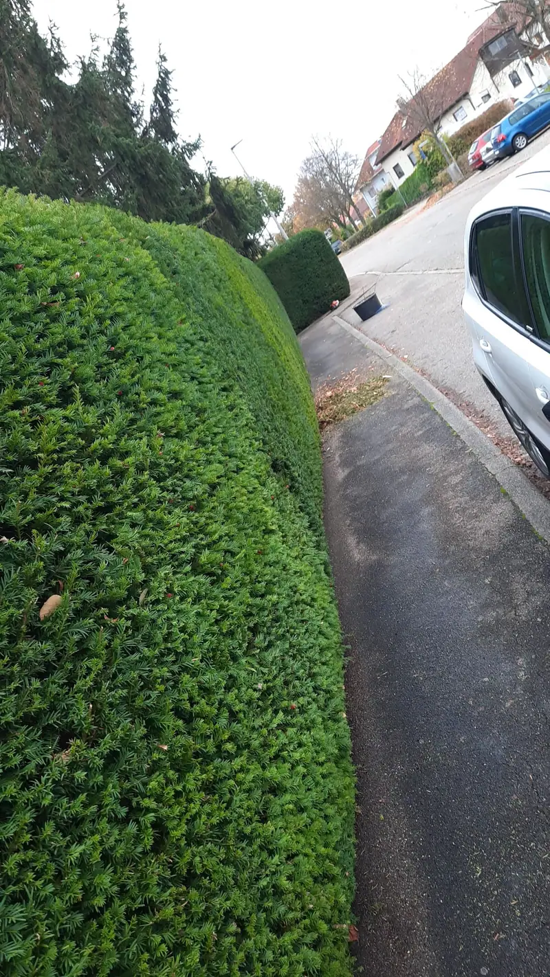 Hecke mit gerader Schnittkante